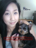 teacup yorkie